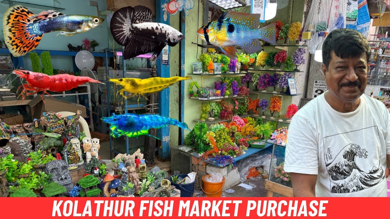 Kolathur fish market 2026 | planted tank fishes and shrimp purchase 