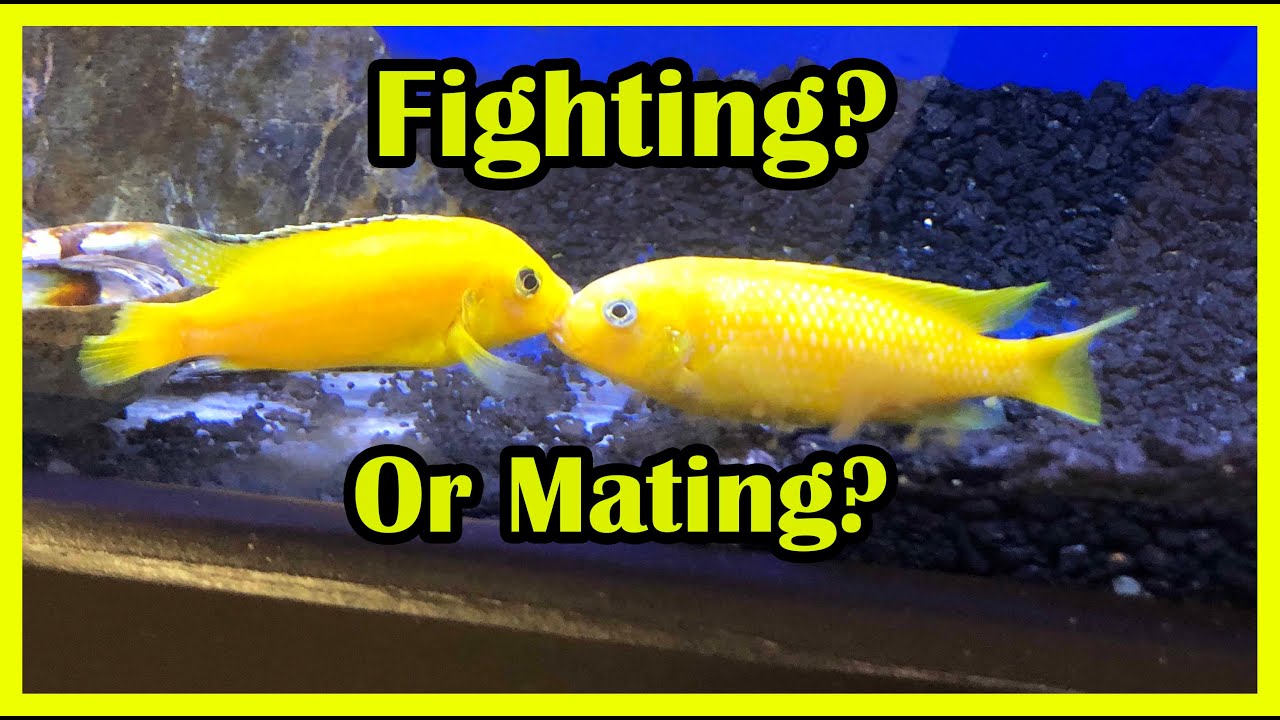 What's Going on Here? Fighting or Courtship?