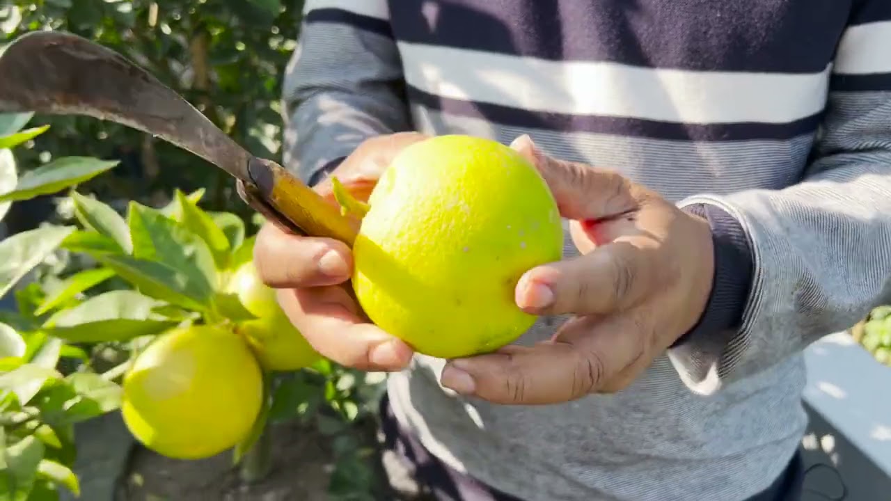 মাল্টার নতুন জাতঃ Thai Yellow Malta। থাই হলুদ মাল্টা 🍊
