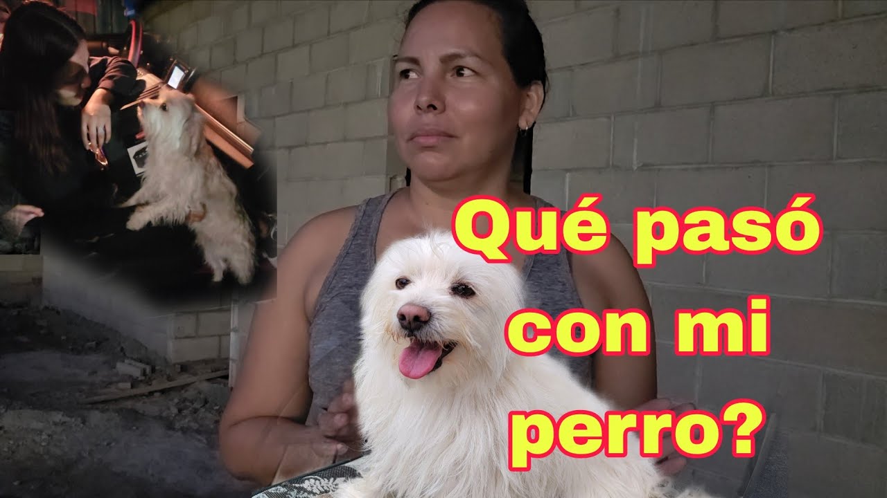 Qué hacer para traer tu perro de USA🇺🇸 a El Salvador 🇺🇸Un video muy personal 😭