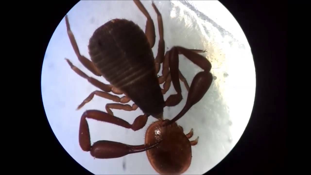 Varroa unter Kontrolle - Beenature-Project