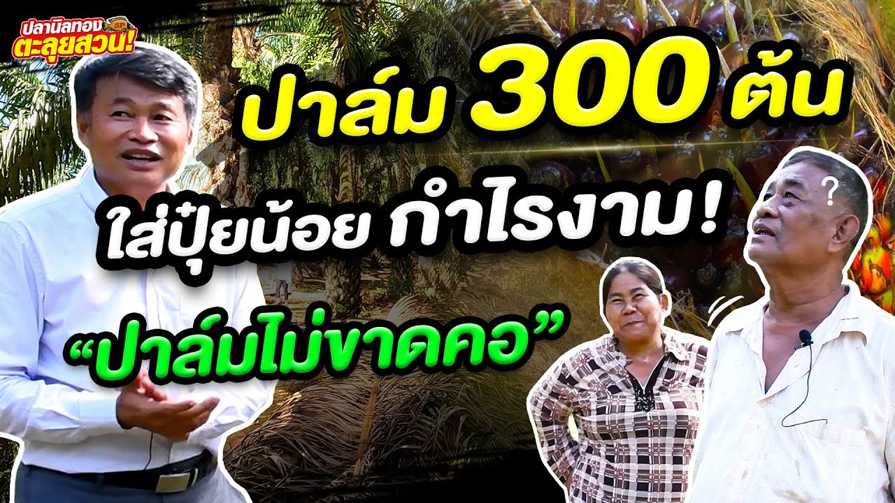 ตะลุยสวน EP.37 ตอน ปาล์ม 300 ต้น ใส่ปุ๋ยน้อย กำไรงาม ปาล์มไม่ขาดคอ