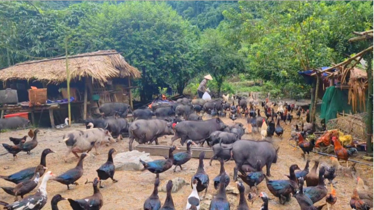 Full vidoe 100 Day: A journey to care for pigs in the deep forest.