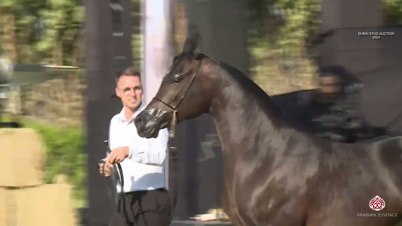 Dubai Stud Auction 2024