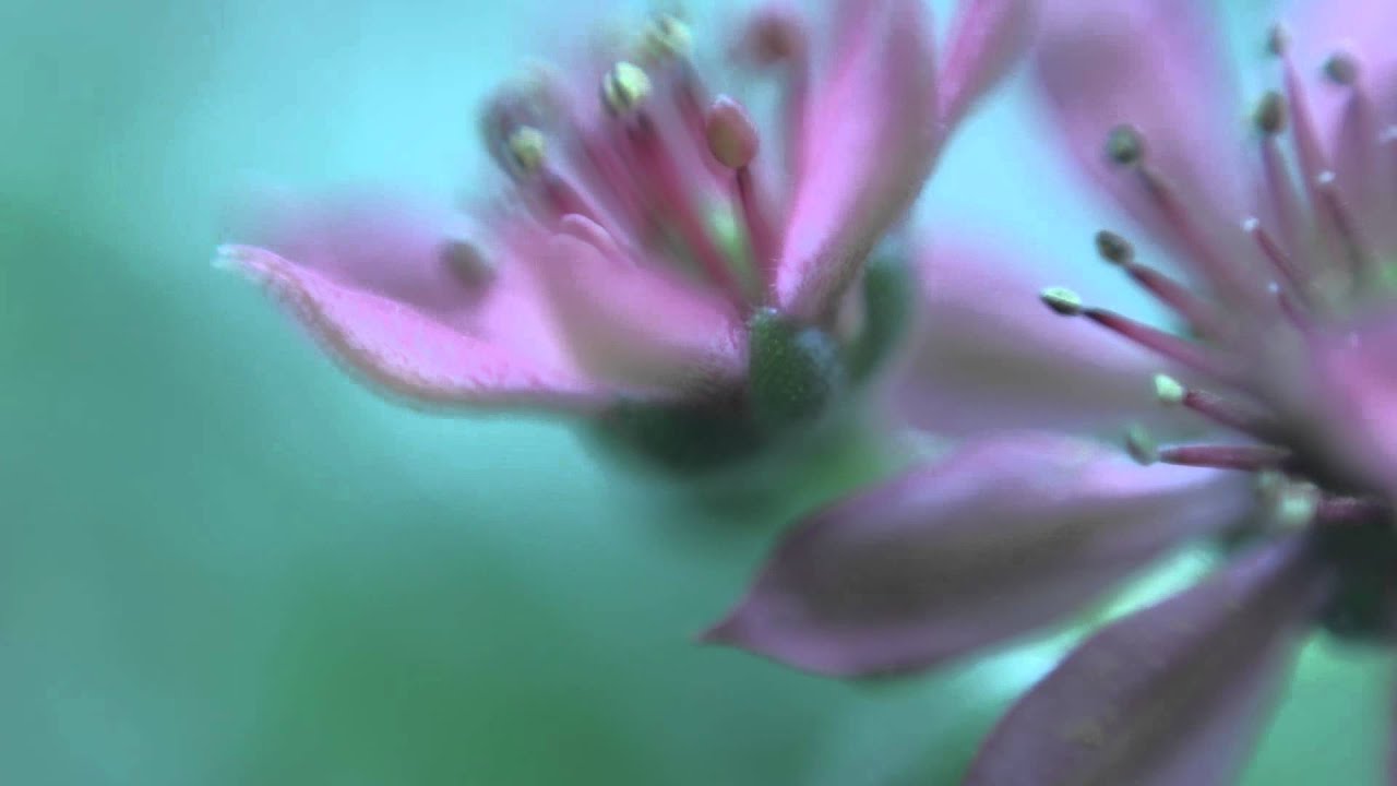 Flower Time Lapse 412.mov
