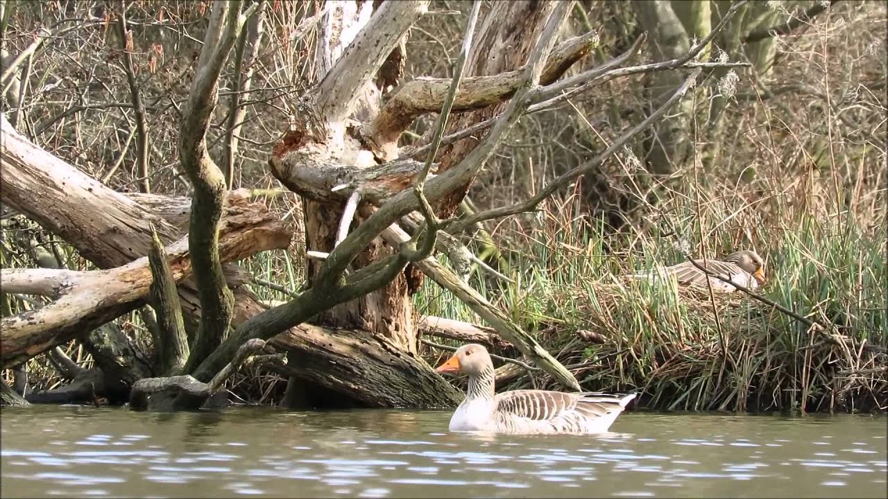 Westbere Lakes - April 2016