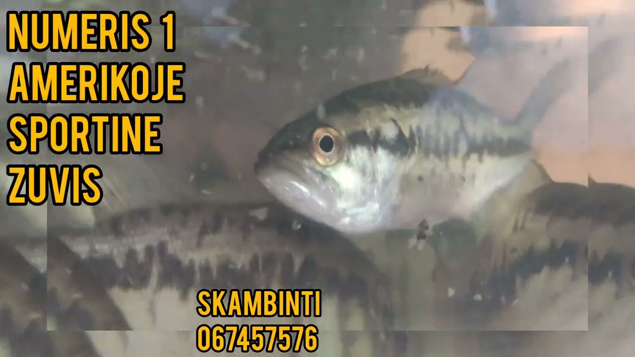 Didziaburnis didziaziotis e&scaron;erys Largemouth bass greitai auga sportinė žuvis wow