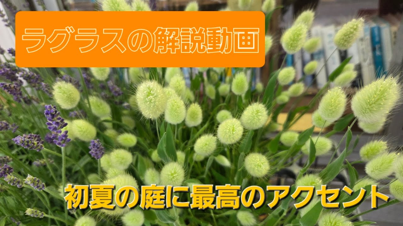 ラグラス　「バニーテール」の解説動画　初心者でも育て易い春から初夏にしか楽しめない植物。可愛いお庭のアクセントになりますよ。