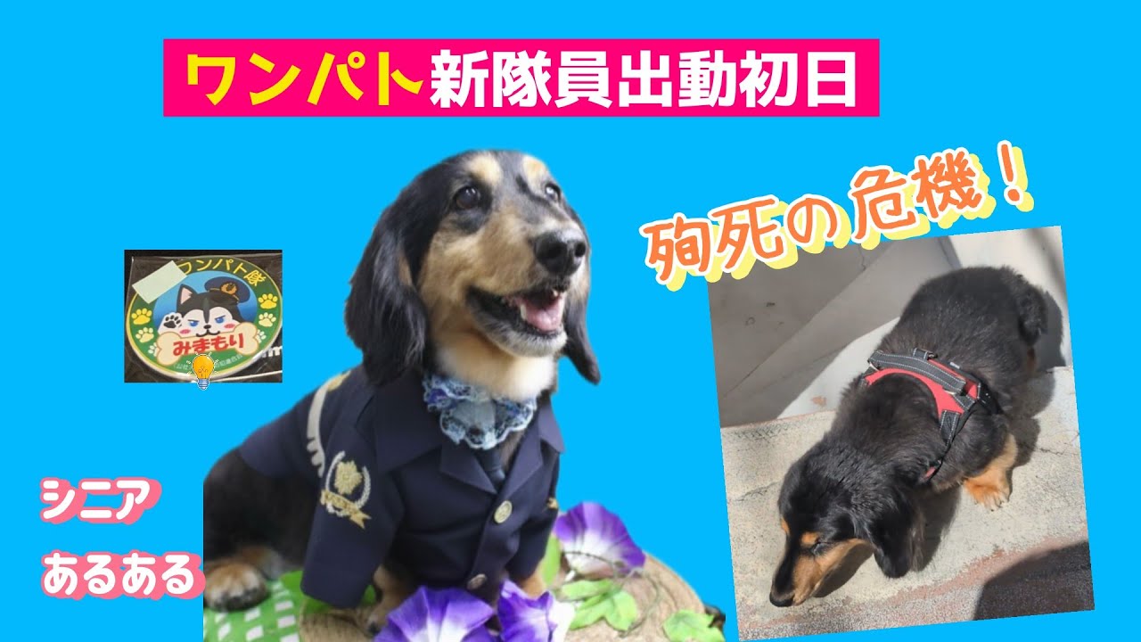 見守るつもりが見守られるシニア犬A senior dog who intends to watch over others but ends up being watched over by them