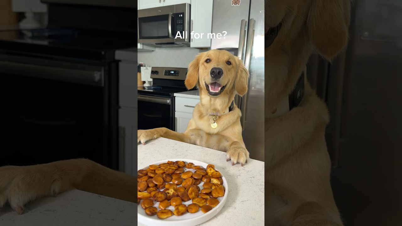 Easy & simple home made dog treats! Single ingredient dog treat! #dogtreats #dogfood