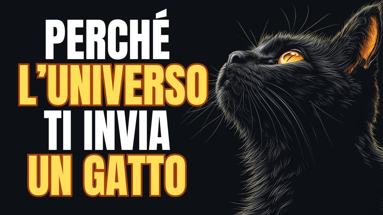 SAI PERCHE' L'UNIVERSO HA SCELTO DI MANDARTI UN GATTO?