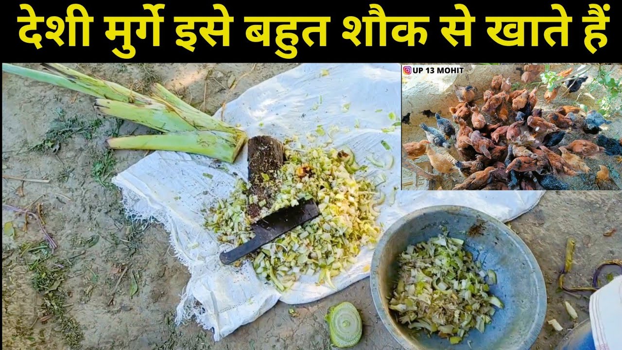 Desi murgi Palan | Aligarh Vlog | Daily Vlogs