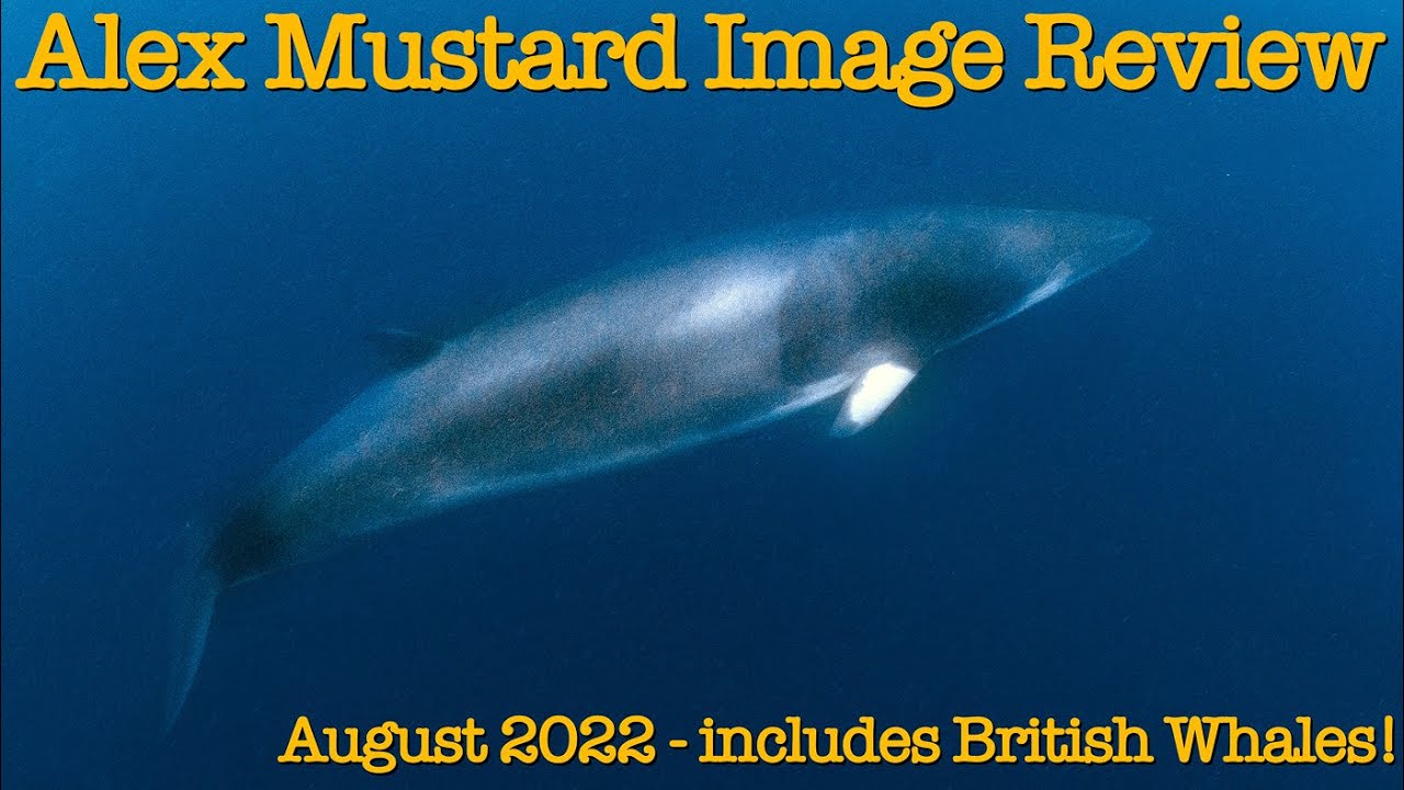 Alex Mustard Reviews His Latest Images - August 2022, part 2