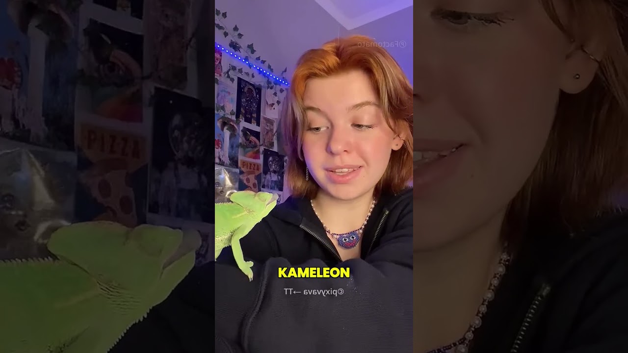 Ten Kameleon Jest Bardzo Nieśmiały 🤯❤️