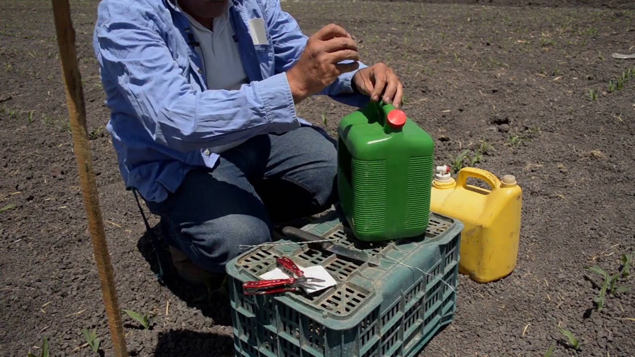 Instalación de trampas con feromonas para gusano cogollero