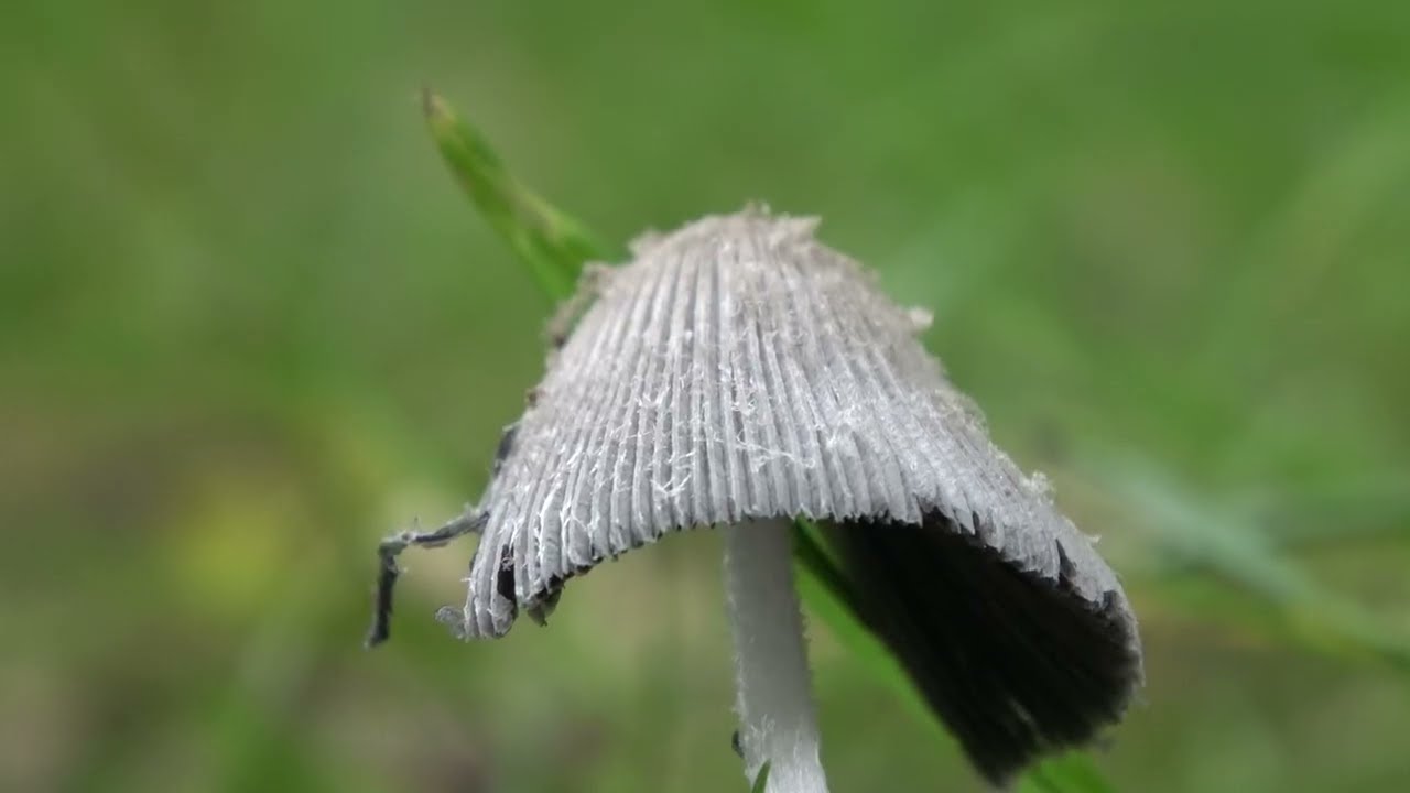 Hare's Foot Inkcap, Coprinopsis lagopus var. lagopus
