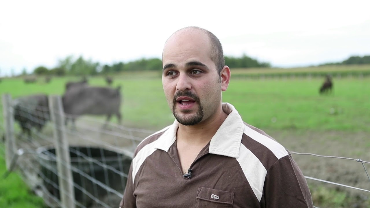 Raising water buffalo