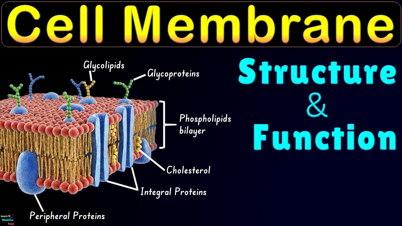 Cell Membrane Structure and Function: Lipid Bilayer, Membrane Proteins, Fluid Mosaic Model