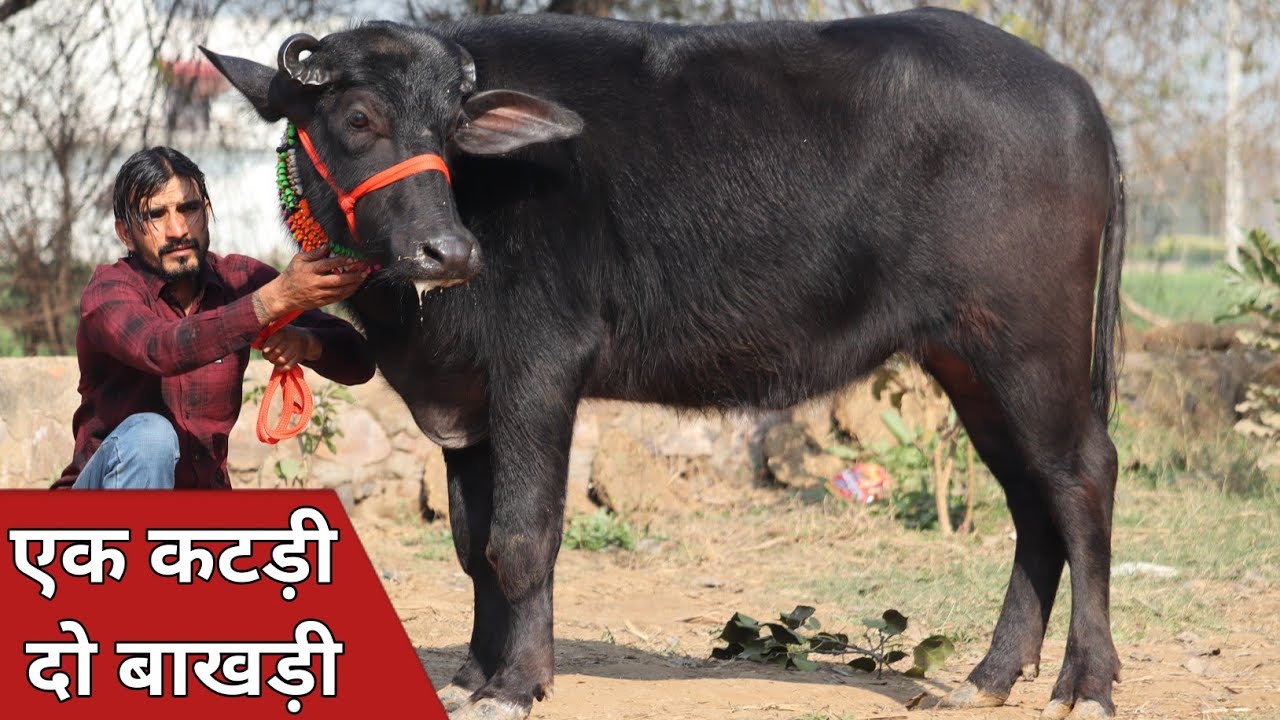 एक खीरी कटड़ी और दो बाखड़ी भैंसे, एक ही जगह बिक्री के लिए उपलब्ध || Jiya Dairy Farm (9817376173)