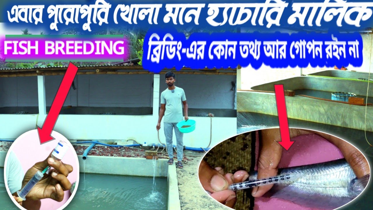 এই প্রথম বার হ্যাচারিতে কিভাবে মাছের BREEDING করানো হয় তা খোলাখুলি এবং সহজ ভাবে  দেখানো হলো