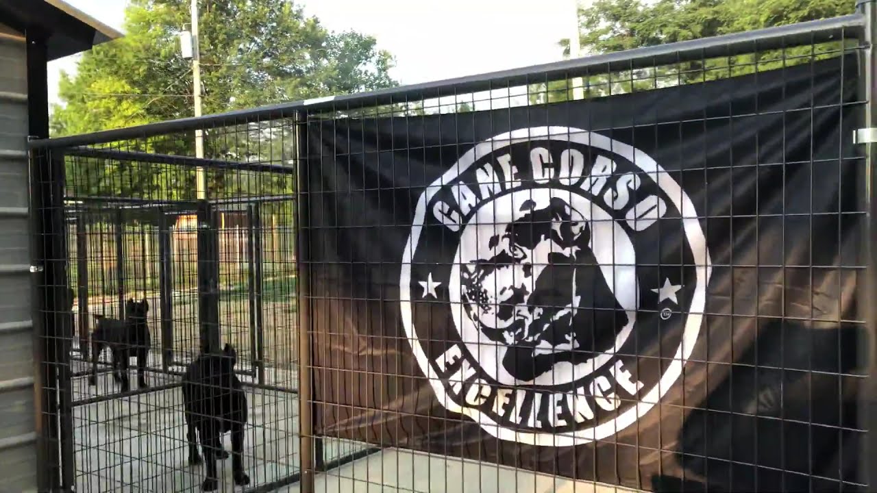 Cane Corso Excellence&reg;️ kennel