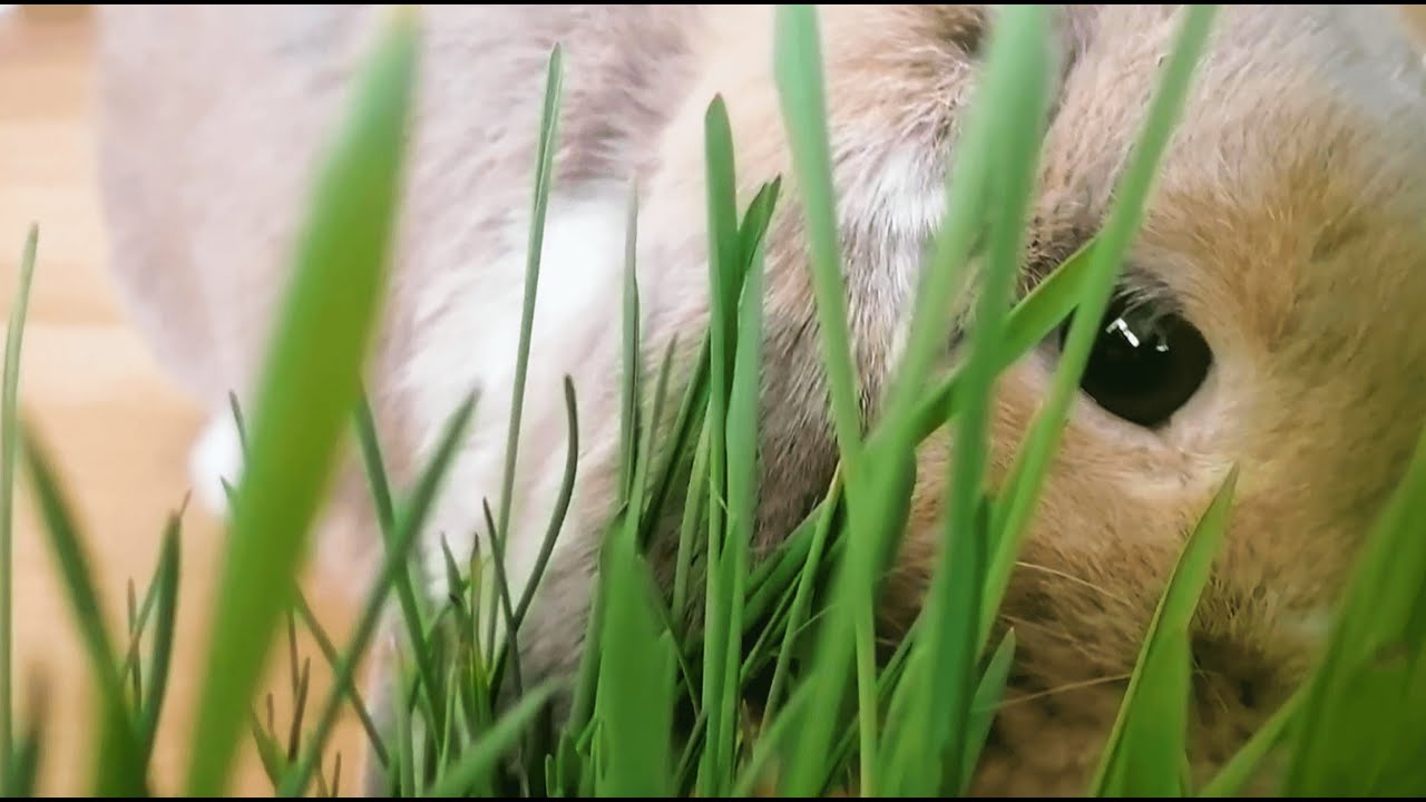 i grew indoor grass for my pet bunny Felipe!