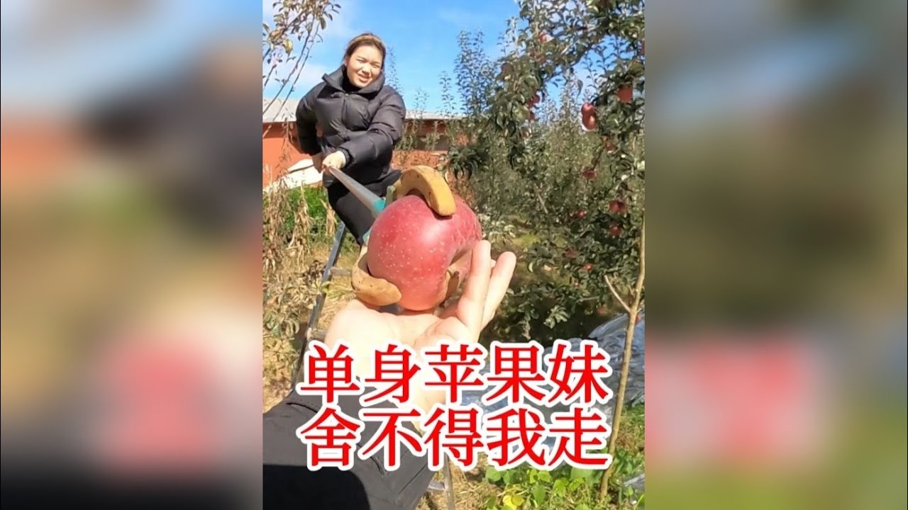 450块钱买了一棵树的苹果，苹果妹说我买亏了，大家看看值不值