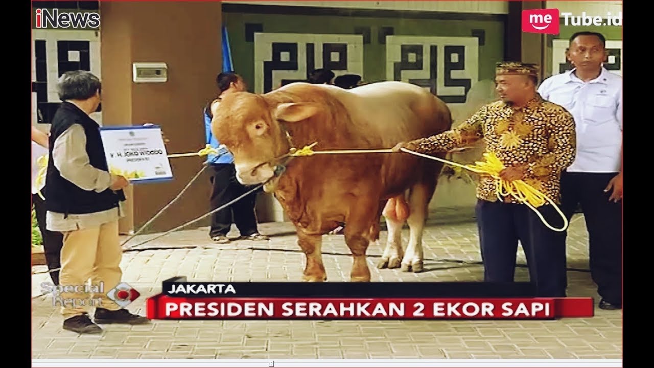 Presiden Jokowi Kurban 2 Ekor Sapi Kurban di PP Muhammadiyah - Special Report 23/08