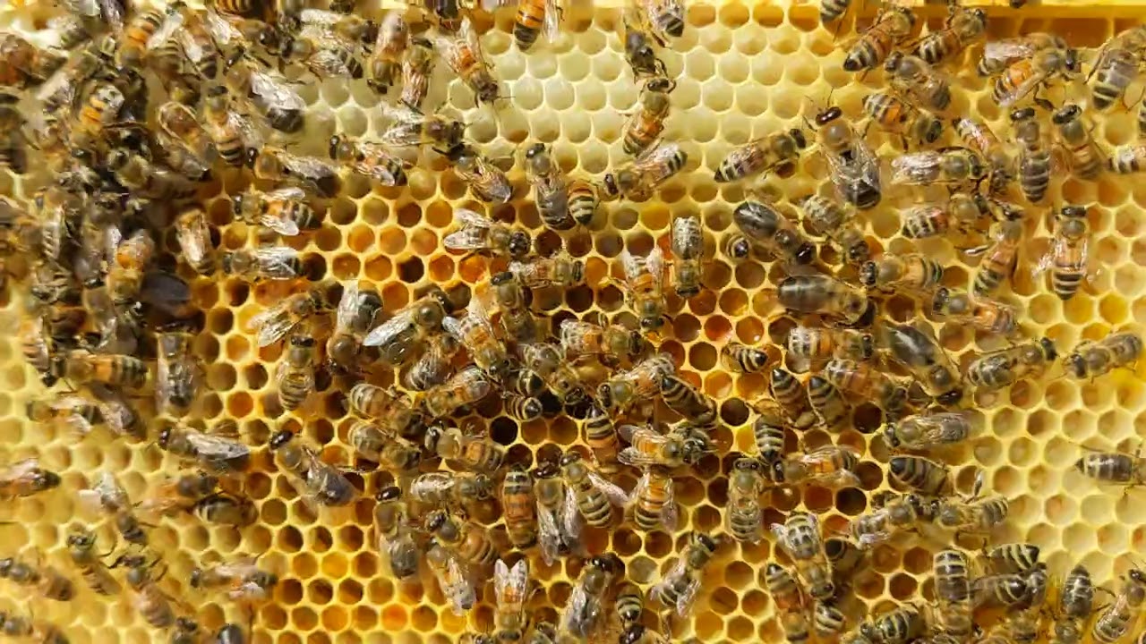 Bees on a pollen frame with eggs #beekeeping