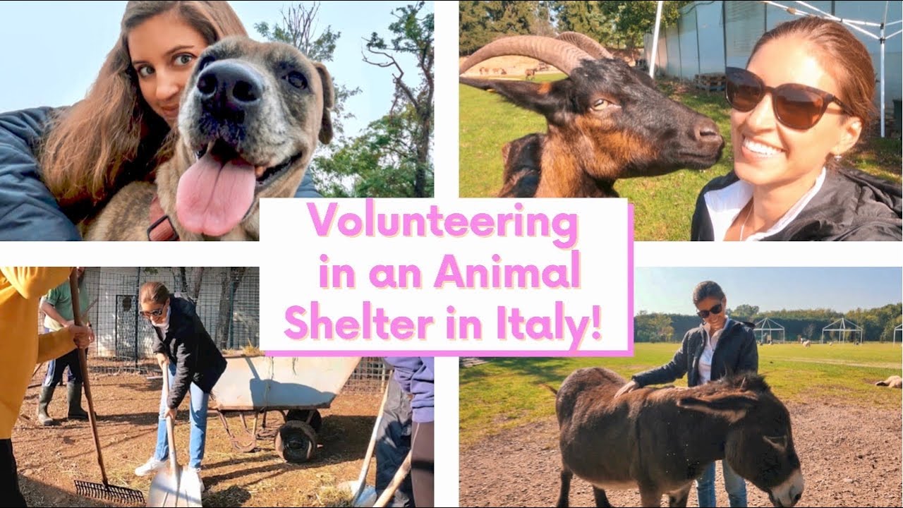 Volunteering in an Animal Shelter in Italy