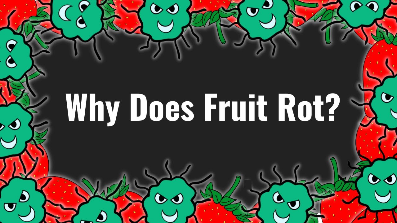 The Evolution of Rotting: Why Food Spoils