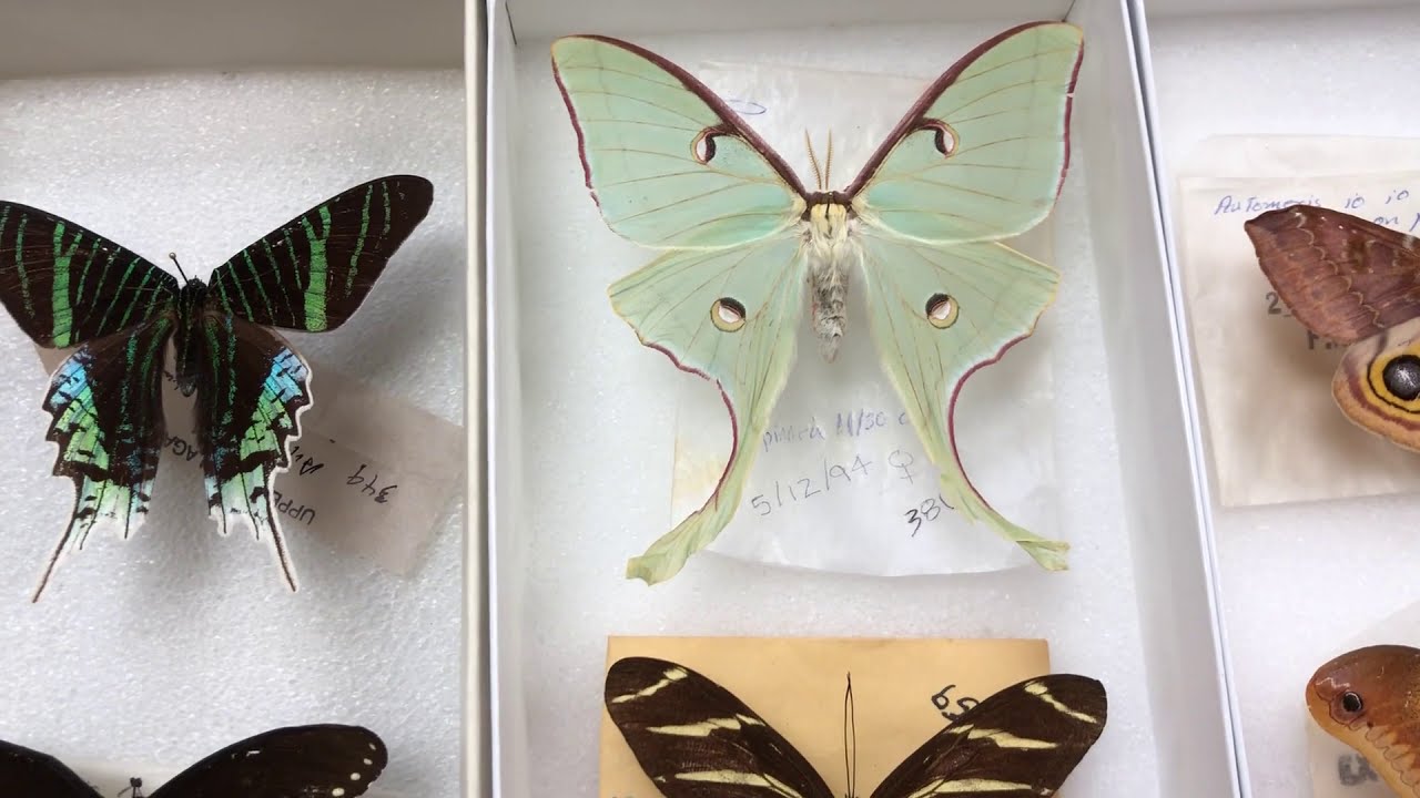 Virtual Tour 5 Insects