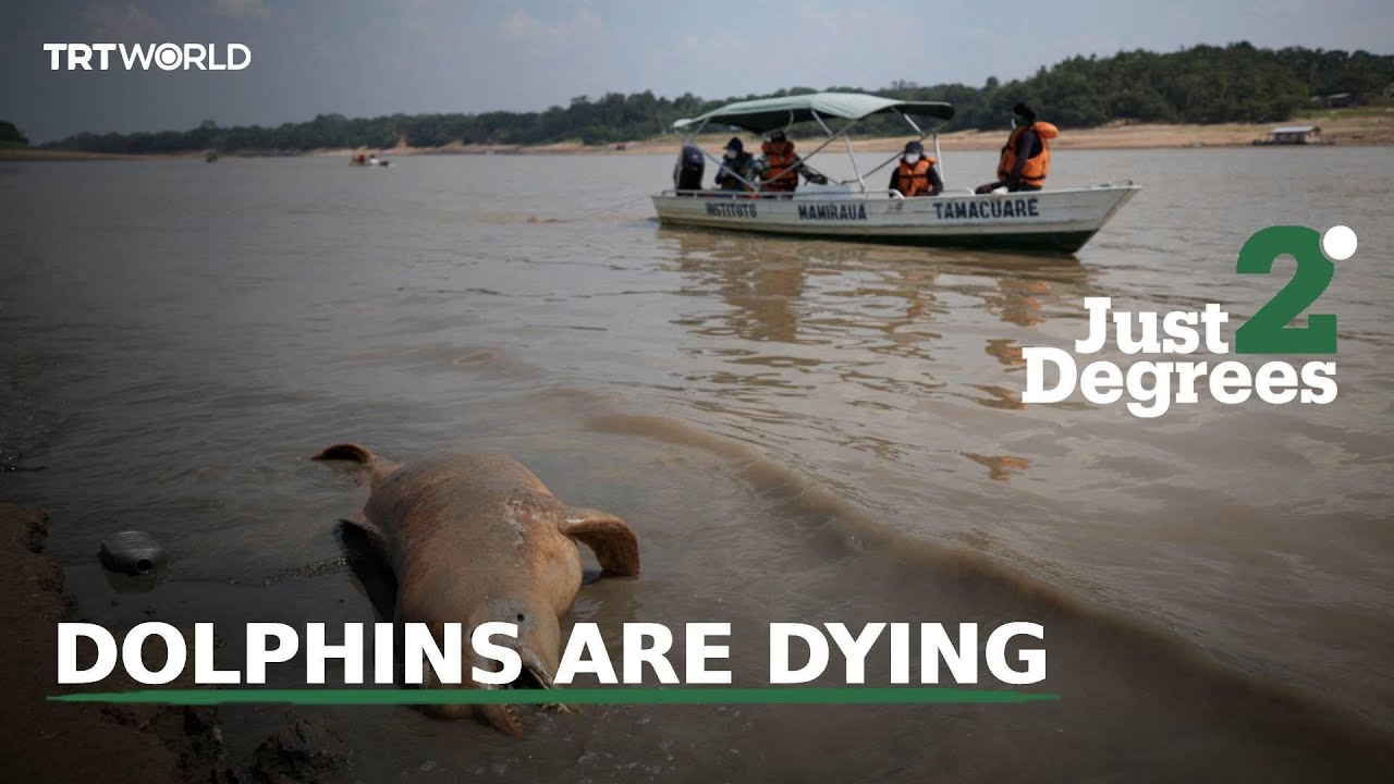 Just 2 Degrees: Deaths in the Amazon