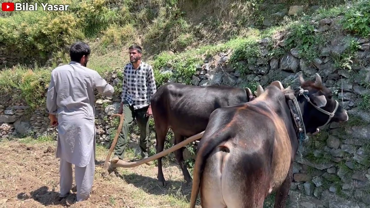 New Gojri Video |