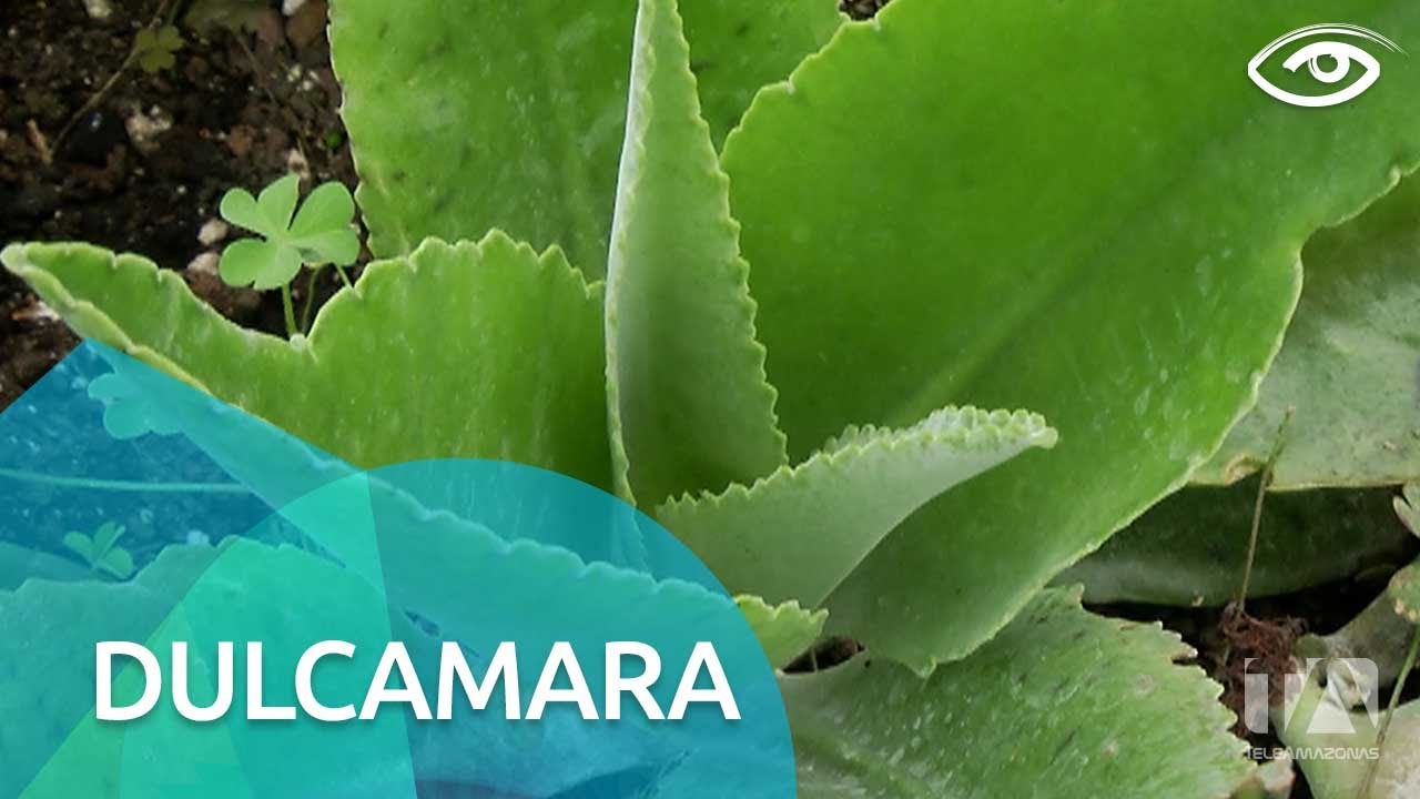 Dulcamara - Día a Día - Teleamazonas