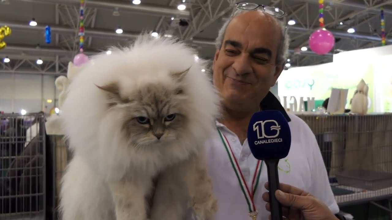 Fiera di Roma, 26esima edizione della fiera felina 