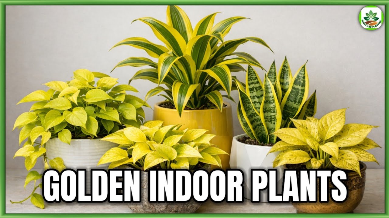 Top 10 Golden Houseplants to grow Indoor | Plant and Planting