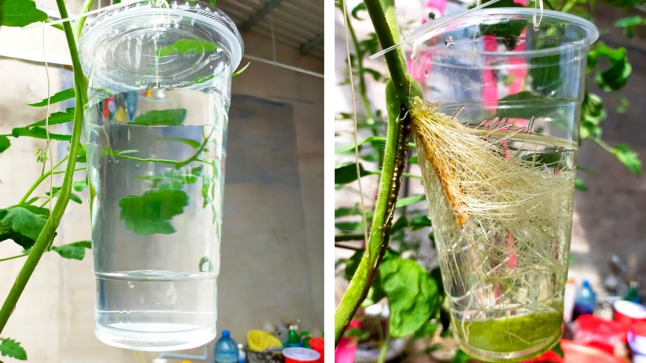 Amazing idea | Propagate tomato plants with water, branches grow a lot of roots