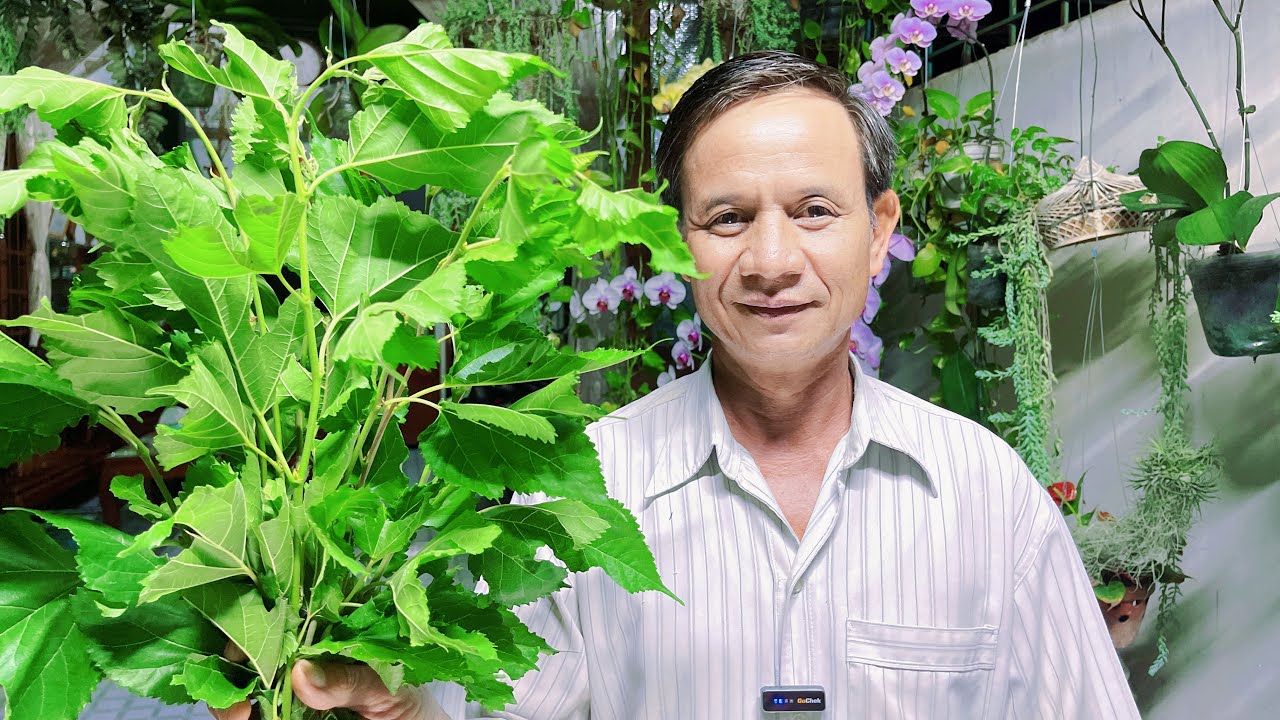 Cây Dâu Tằm 1 Vị Thuốc Quý Ít Ai Biết