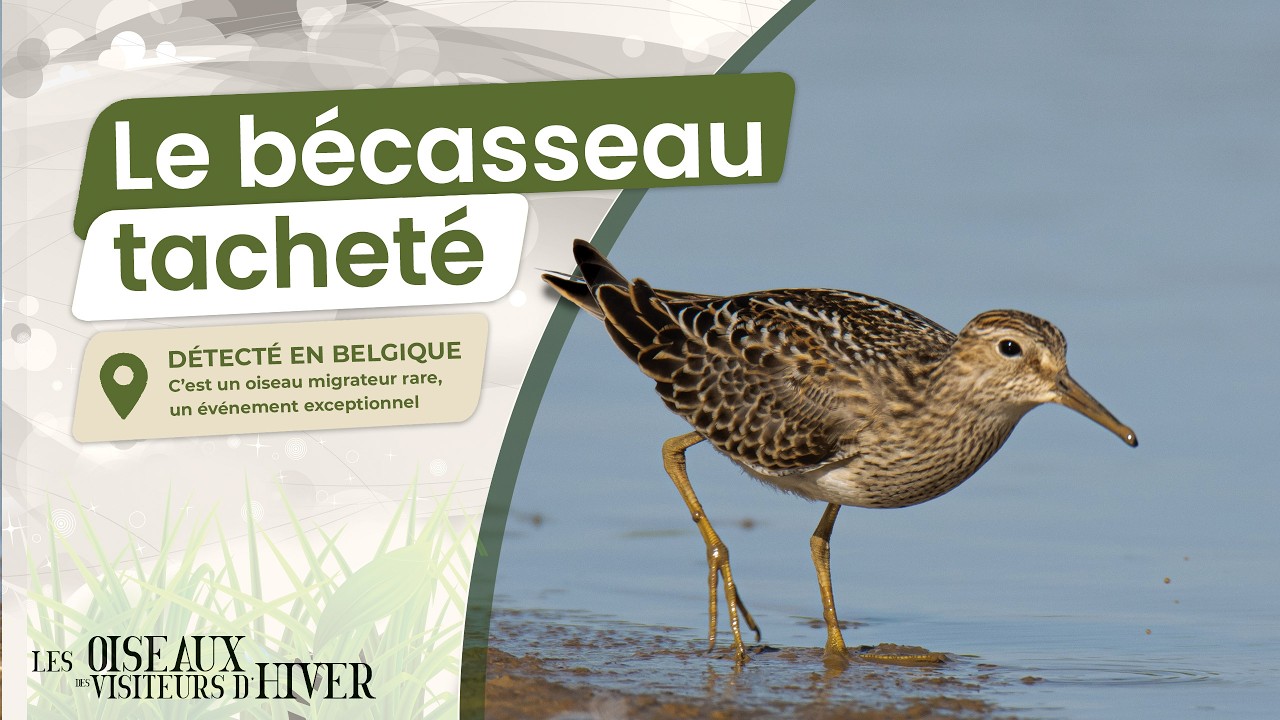 Rencontre rare avec un migrateur discret : le b&eacute;casseau tachet&eacute;