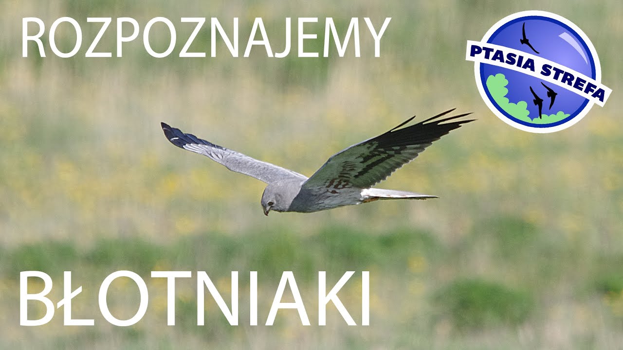 Rozpoznajemy błotniaki