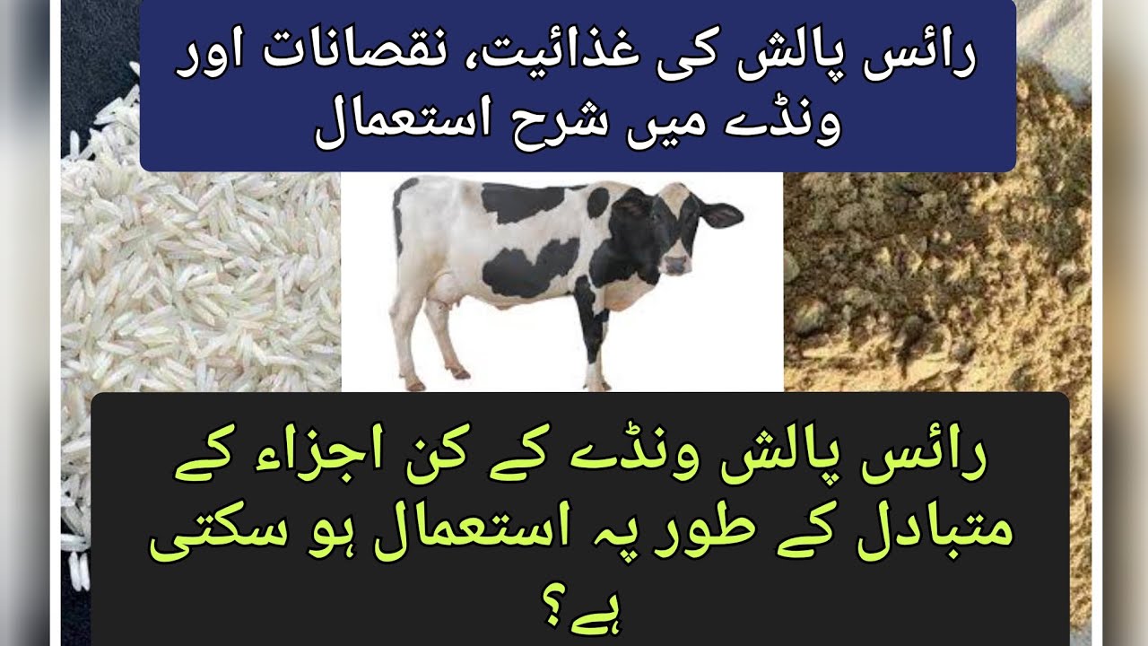 Rice polish use in dairy cows ll Nutrition, benefits & limitations ll Best way to use rice polish