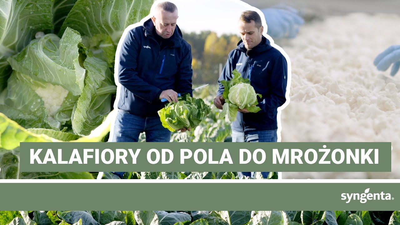 Kalafiory Syngenta idealne dla przemysłu? Sprawdzamy razem z Oerlemans Foods Siemiatycze!