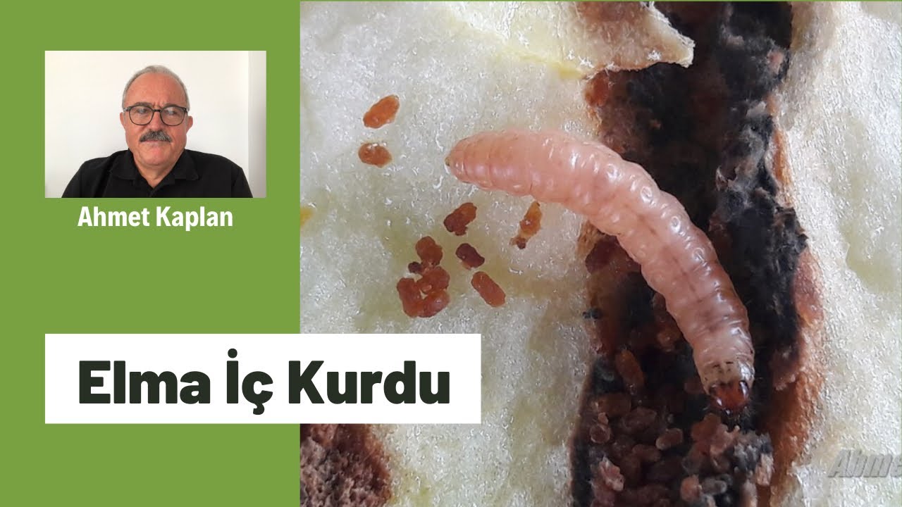 Elma İç Kurdu (Elma Zararlısı)