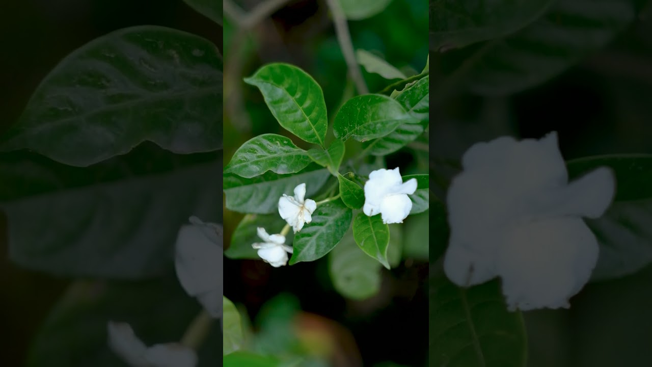 Hideaway Cafe  #cafe #cafevlog #restaurant #dhakarzoneshorts #dhaka  #cinematic #cinematicdhaka