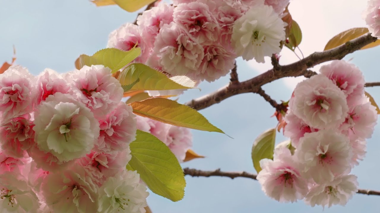 Beautiful cherry blossoms in full bloom (Vancouver, BC) | #HelloSpringCBC