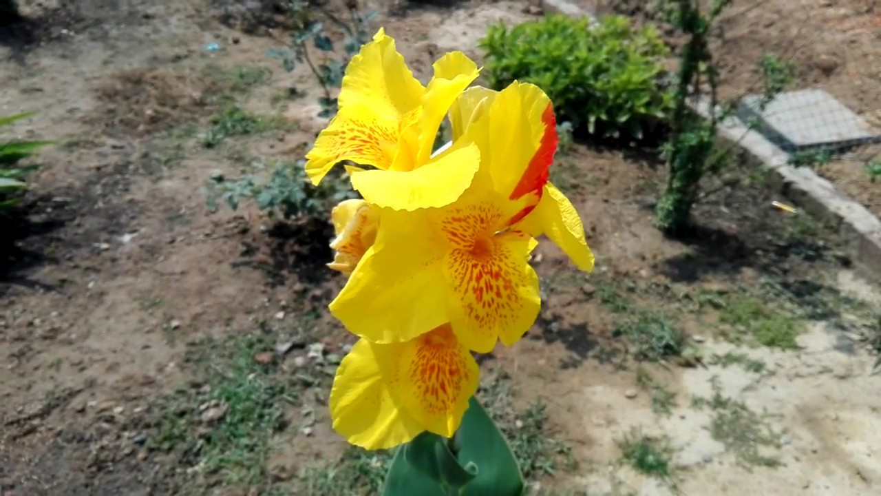African arrowroot