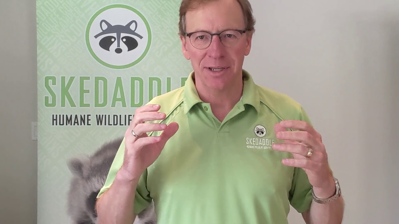 Support & Training - Skedaddle Franchise