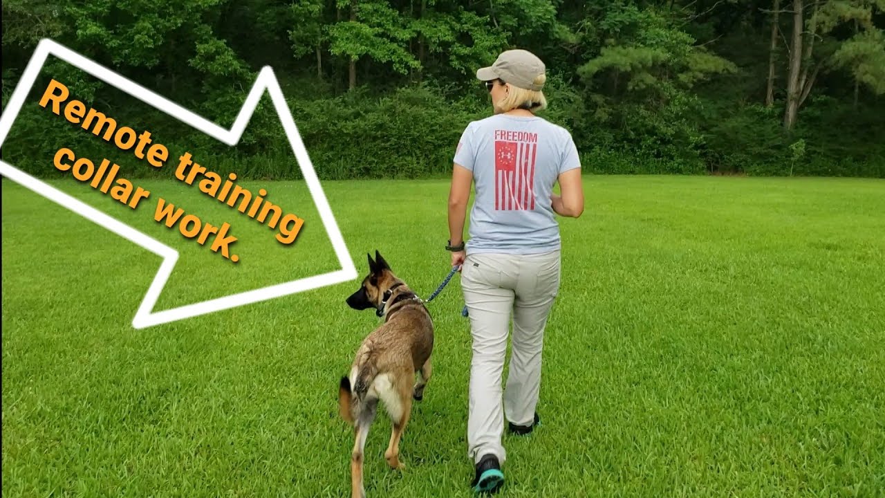 Dogtra 280c Remote Training collar.