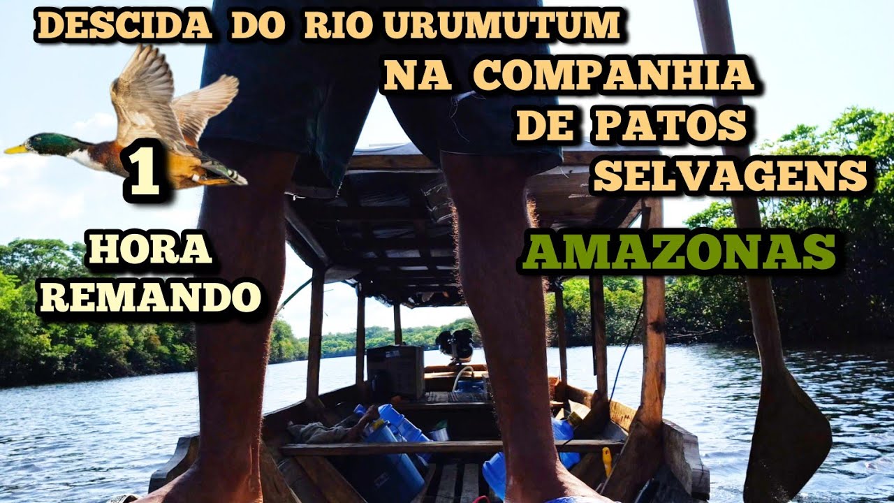 PARTE 1/6 - REGRESSO  DA  FLORESTA  REMOTA - uma  hora  remando
